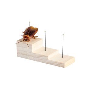 Bloque de Madera para Fijación de Insectos