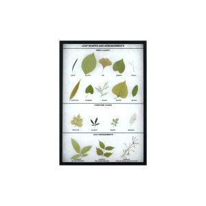 Arreglos y formas de hojas Montaje Riker para el aula